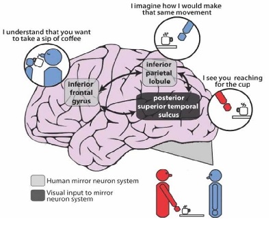 Taken from https://neurosciencenews.com/mirror-neurons-schizophrenia-859/
