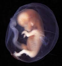 Early brain development starts before birth